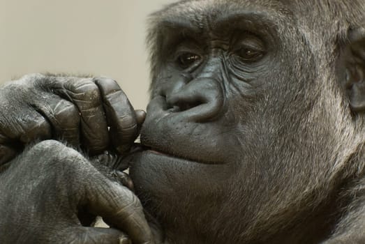 (Gorilla gorilla) We should think about it.
