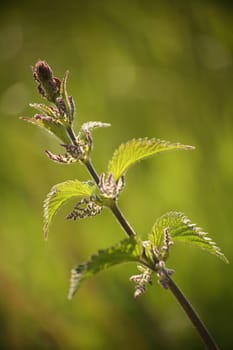 Unrecognized medicinal plant