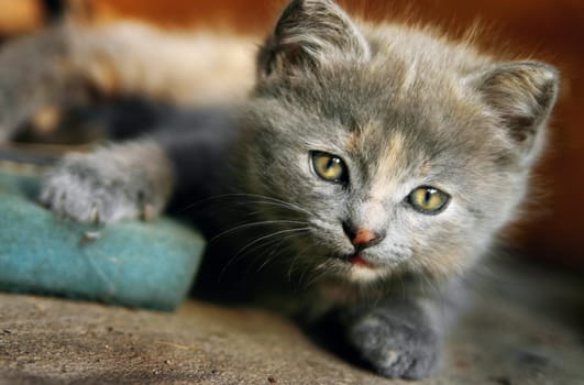 little meowth