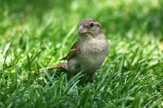 little sparrow