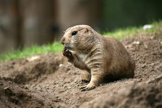 Cynomys ludovicianus in an animal park