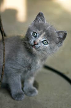 attentive