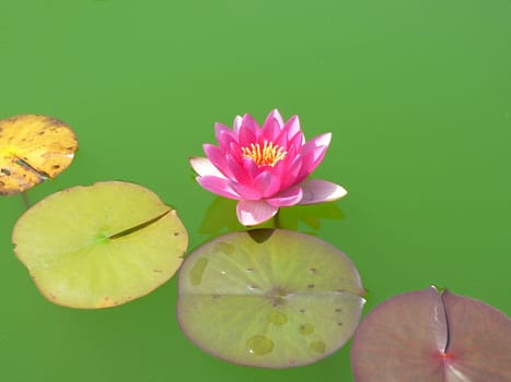 in the pond