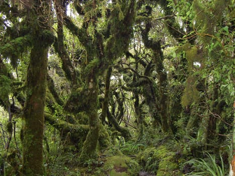 Rainforest