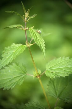 Nettle with pair of weevils