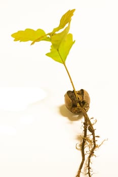 Oak seedling 2