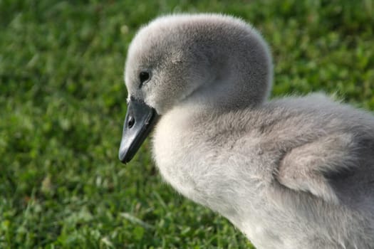 Already a proud swan