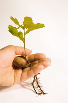 Oak seedling