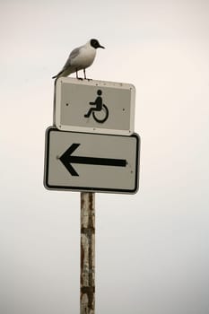 Black-headed gull on a sign on the North Sea coast