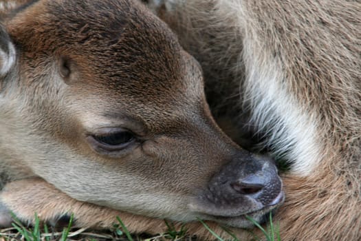 Bambi