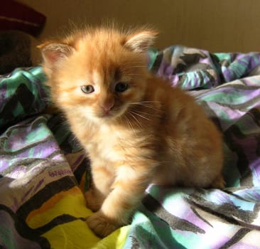 Little Garfield