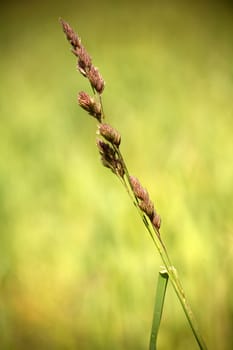 Isolated blade of grass in a meadow