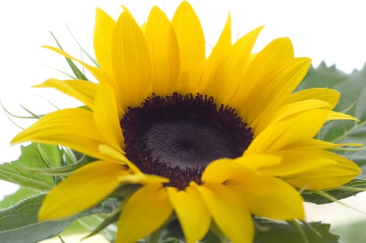 Sunflower 02
