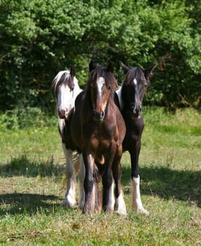 the Tinker stallion yearlings were standing there when we came to the paddock :-)