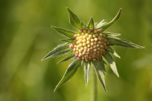 Umbels of a Knautia arvensis