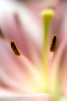 Lily
