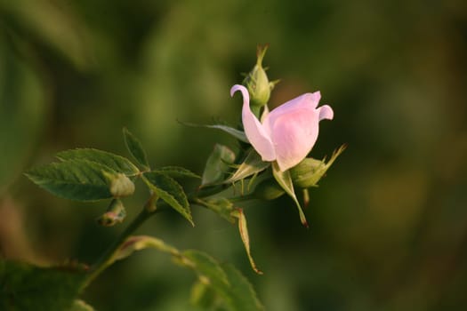 Blossom of a light pink pink canina
