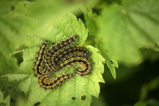 Caterpillars of the Little Fox (Nymphalis,urticae)