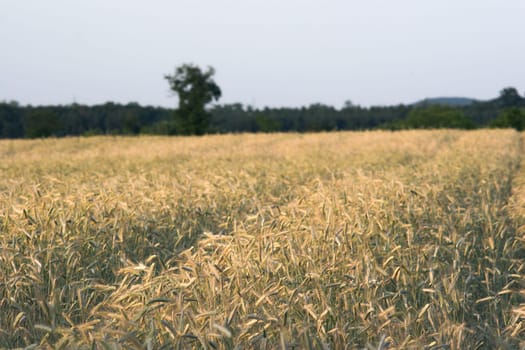 Barley field