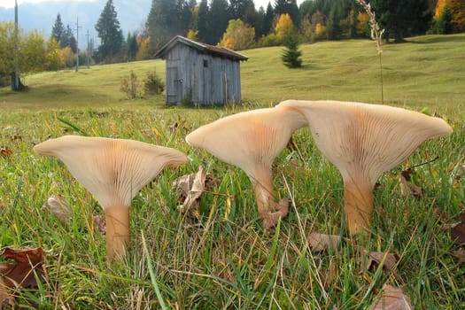 Mushroom trio