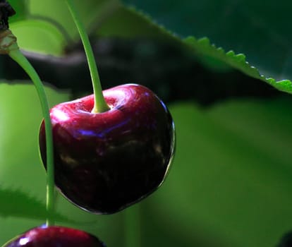 Gladly for picking