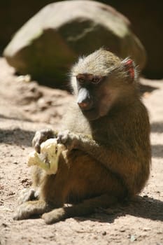 Anubis baboon - juvenile