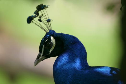 Pavo cristatus