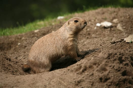 Cynomys ludovicianus in an animal park