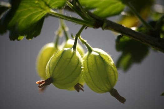 Green gooseberries on a bush