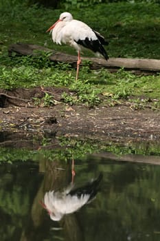 Stork on the shore of a pond