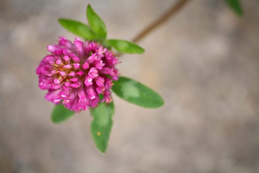 Trifolium pratense