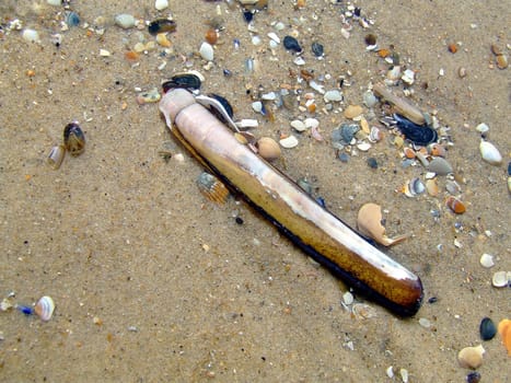 Crested Mussel