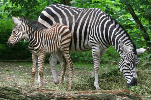 Zebra mare with foal
