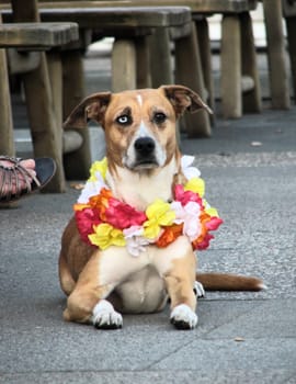 During my last photo tours,I noticed one of these dogs in particular. Who had a special gesture or expression. I call the series "Talking Dogs"". I hope that one of them will smile as much as I do."