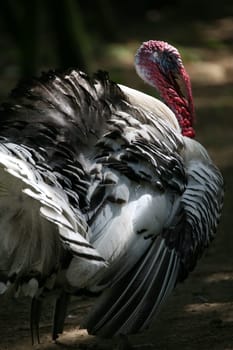 Imposing turkey