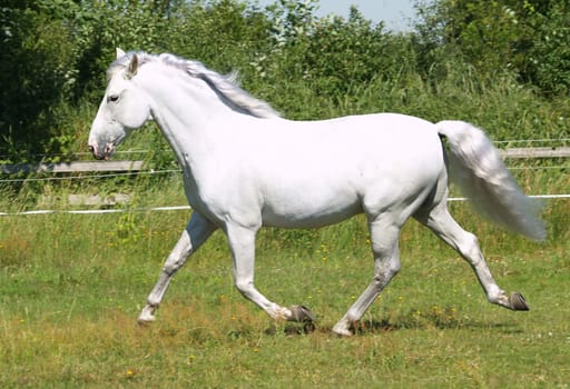 Trot