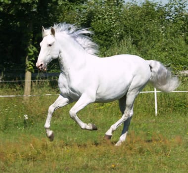 Gallop