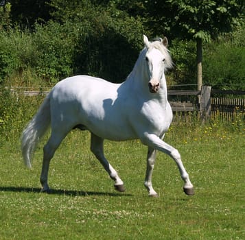 Trot