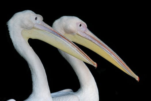Pelican - Doubles