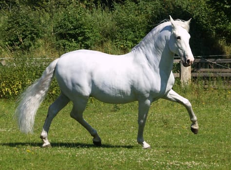 Trot