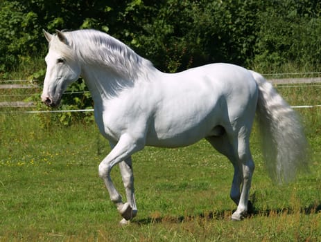 PRE at a trot