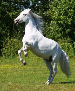 Pesade