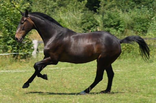 Hanoverian gelding at a gallop