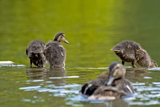 mommy said,but the sibling didn't want to hear and landed a good 1 m deeper in the lake. Nothing happened to him,but the mother duck was already quite excited and chattered constantly at the edge of the pool. The Sit was completely harmless