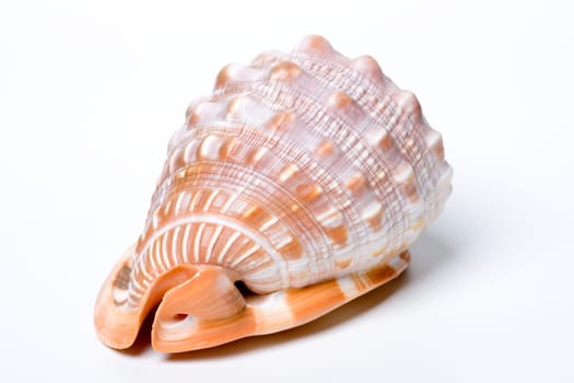 Shell exempt