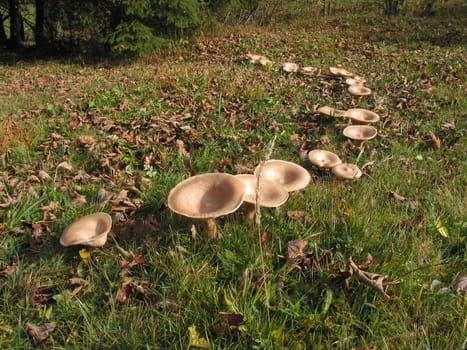 Fairy ring