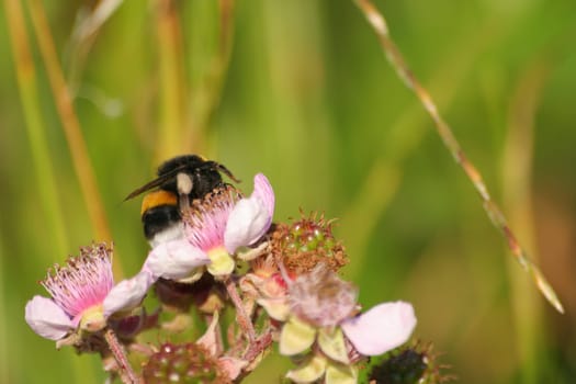 Bumblebee on blackberry