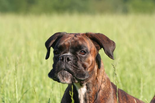 Boxer portrait