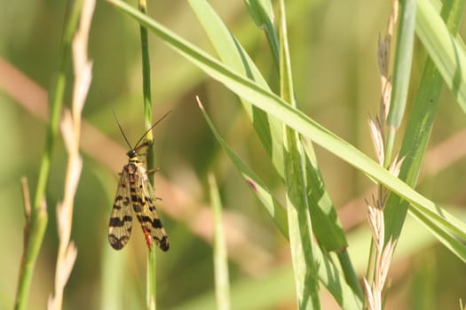 Insect on blade of grass