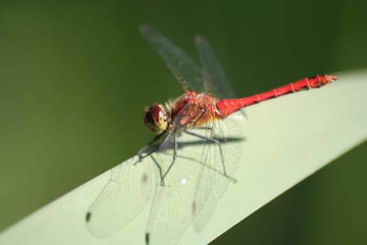 Red Dragonfly II
